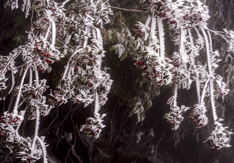 久青草青一区海报